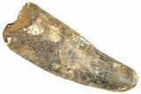 Fossil Spinosaurus Tooth - Feeding Worn Tip #326261-1